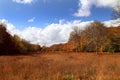 Autumn in Wharton State Forest, New Jersey, USA