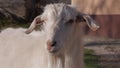 Animals in the zoo, goats