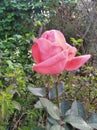 What a beautiful rose it is. It is looks so beautiful.