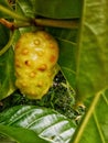 What are the Benefits of Noni Fruit for Health? Royalty Free Stock Photo