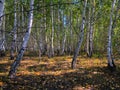 Birch grove in the summer forest Royalty Free Stock Photo
