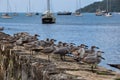 What are those birds looking at?! Portobelo, Panama Royalty Free Stock Photo