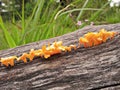 Orange funghi on wood log