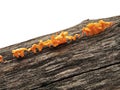 Orange funghi on wood log