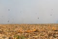 What causes the maize leaves being damaged,Corn leaf damaged by fall armyworm Spodoptera frugiperda.Corn leaves attacked by worms