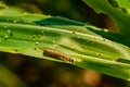 What causes the maize leaves being damaged,Corn leaf damaged by fall armyworm Spodoptera frugiperda.Corn leaves attacked by worms