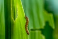 What causes the maize leaves being damaged,Corn leaf damaged by fall armyworm Spodoptera frugiperda.Corn leaves attacked by worms