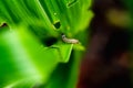 What causes the maize leaves being damaged,Corn leaf damaged by fall armyworm Spodoptera frugiperda.Corn leaves attacked by worms