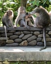 Monkey family just hanging out at the Monkey Forest in Ubud, Bali Indonesia. Royalty Free Stock Photo