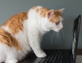 What did the Cat see on the Internet Royalty Free Stock Photo