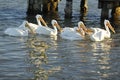 What Did You Say? White Pelicans Squabble Royalty Free Stock Photo