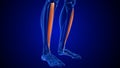 What does anterior tibialis muscle do