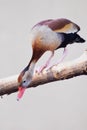 What is down there looking down a red multicolored whistling duck from twig