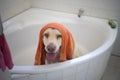 So this is what it feels like to be a celebrity. an adorable dog having a bath at home. Royalty Free Stock Photo