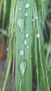 Our life is a dewdrop. Let only a drop of dew Our life - and yet ...