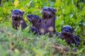 Family of River Otters Royalty Free Stock Photo