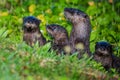 Family of River Otters Royalty Free Stock Photo