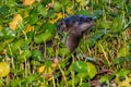 River Otter in the pond lillies Royalty Free Stock Photo