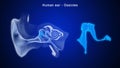 What is the function of Ossicles