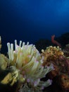 What a giant Caribbean sea anemone should look like, Bonaire, degradation Antilles.