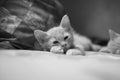 Photo of a cute baby cat sleeping Royalty Free Stock Photo