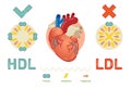 What is Lipoprotein - illustrated explanation