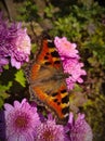 Butterfly with beautiness Royalty Free Stock Photo