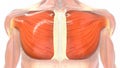 What are the origins of the pectoralis major?