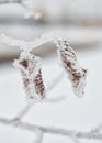 What a pair Cocooned Frost covered leaves Royalty Free Stock Photo