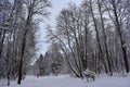 What a pleasure to race through the winter forest on skis. snow on the ground, the trees, the silence sometimes