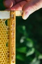 What is propolis. Propolis in the middle of a hive with bees. Bee glue. Bee products. Propolis treatment. How it helps