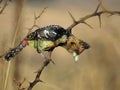 What`s going on there? Crested Barbet - Trachyphonus vaillantii -IMG _7632 in the Rietvlei Nature Reserve