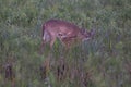 Mom feeding it`s baby - Doe feeding it`s Fawn Royalty Free Stock Photo