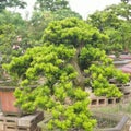 Bonsai Tree Royalty Free Stock Photo