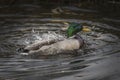 What a splash from a Mallard duck