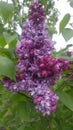 What about spring without lilac flowers