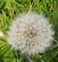 What time dandelion Royalty Free Stock Photo
