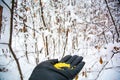 What to feed the birds in the winter? Man feeds the bird in the winter forest.