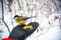 What to feed the birds in the winter? Man feeds the bird in the winter forest