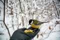 What to feed the birds in the winter? Man feeds the bird in the winter forest.