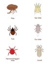 What To Know About Parasites. Skin And Fur Parasites Vector Set. Flea, Tick, Ear Mite, Fur Mite, Harvest Mite, Louse. Royalty Free Stock Photo