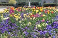 Tiptoe through the tulips. We all wish we could have a flowerbed so lovely!