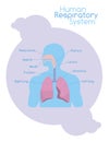 What's inside human respiratory system