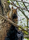 Squirrel in the forest Royalty Free Stock Photo