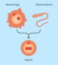 What is zygote - illustrated explanation Royalty Free Stock Photo