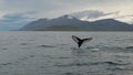 Tale of the whale in the fjord