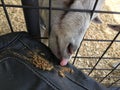 whatever works, goat nose through fence reaching food stretching his tongue Northboro, Ma