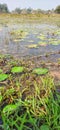 Panari leaf grass in water in small ponds