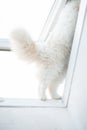 Whats going on there? curious cat, cat paws balance on the windowsill Royalty Free Stock Photo