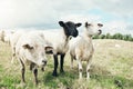 Whats that over there. three sheep standing next to each other while looking into the horizon at something outside on a